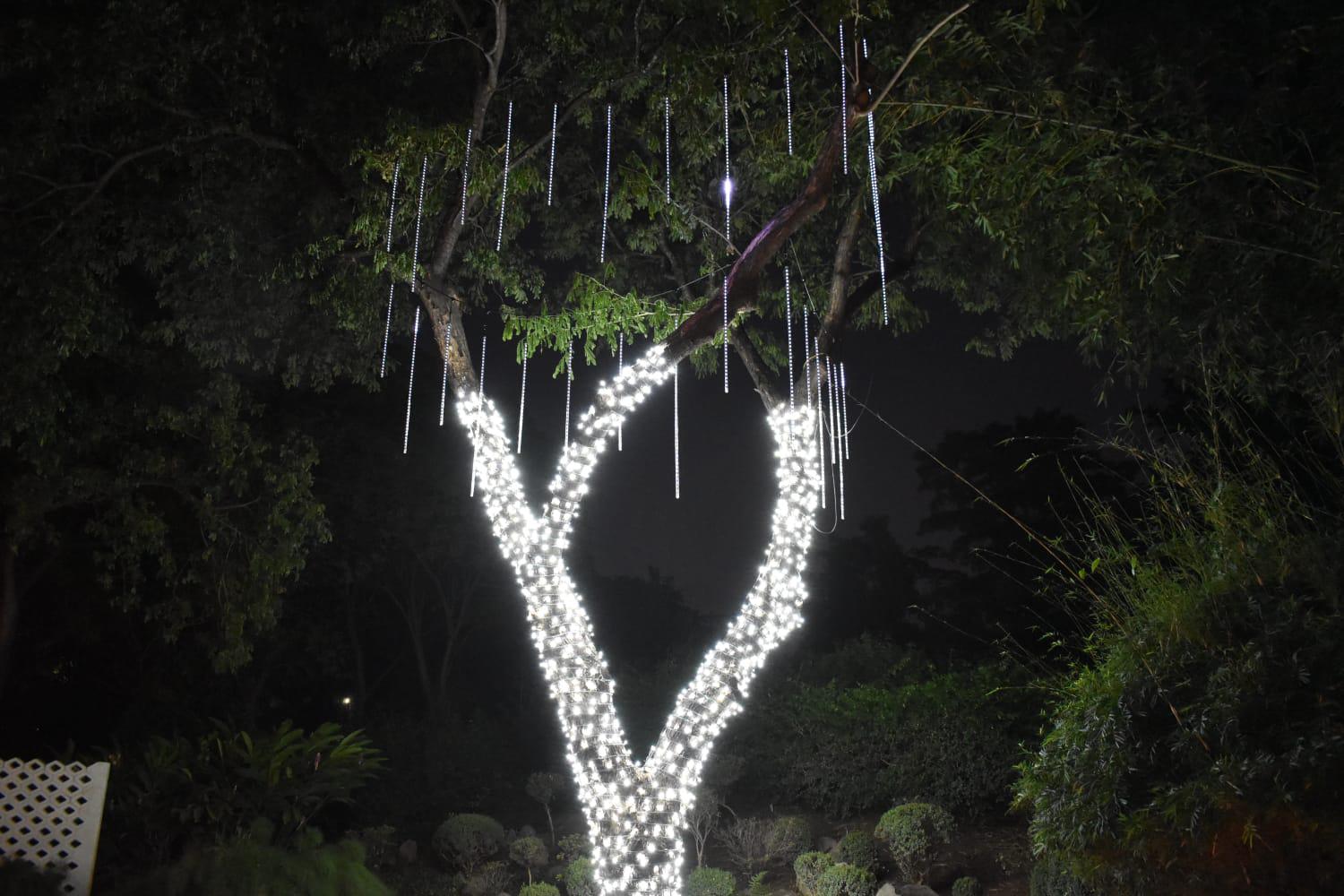 $!Encienden las luces y llega la magia de la Navidad al Botánico