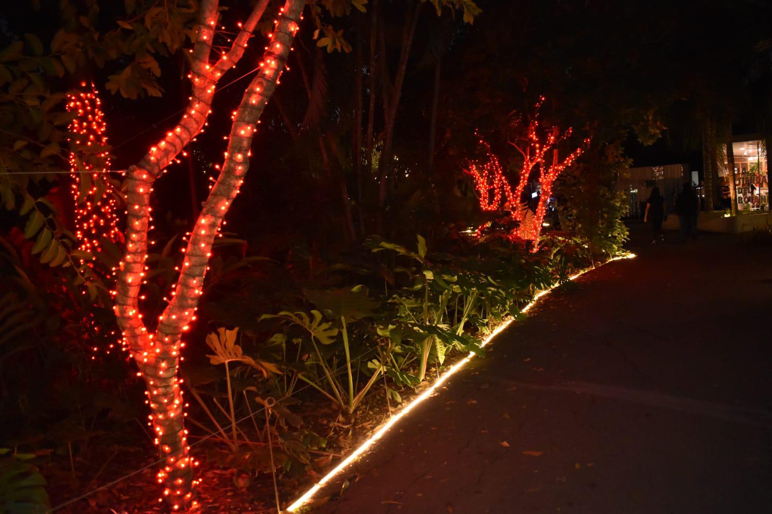 $!Encienden las luces y llega la magia de la Navidad al Botánico