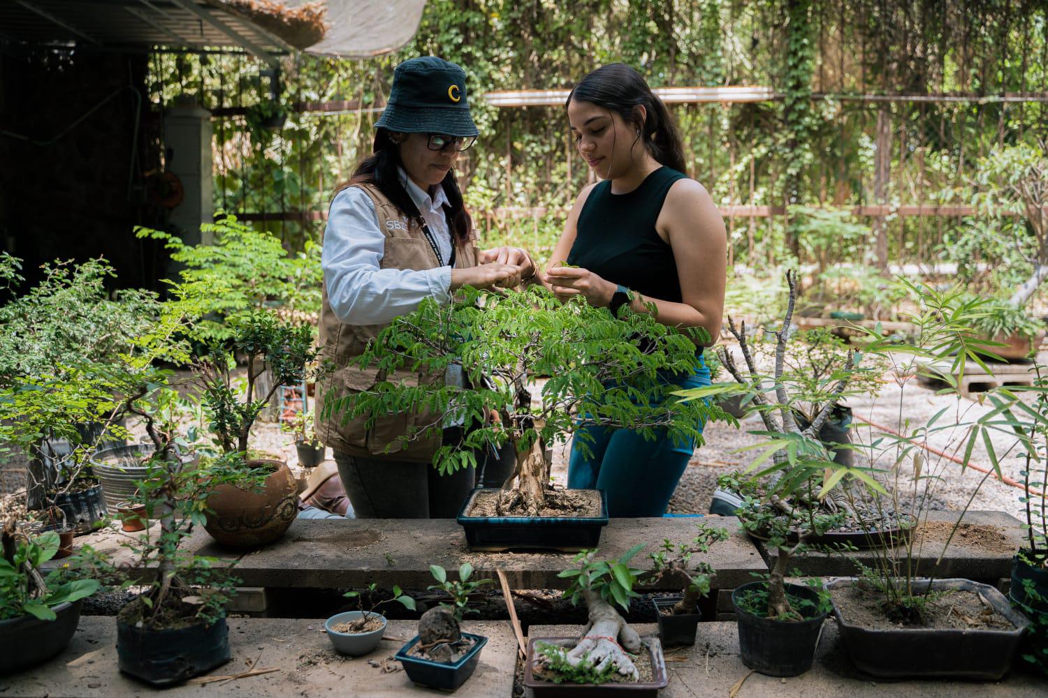 $!Aprende el arte Bonsái en el Jardín Botánico Culiacán