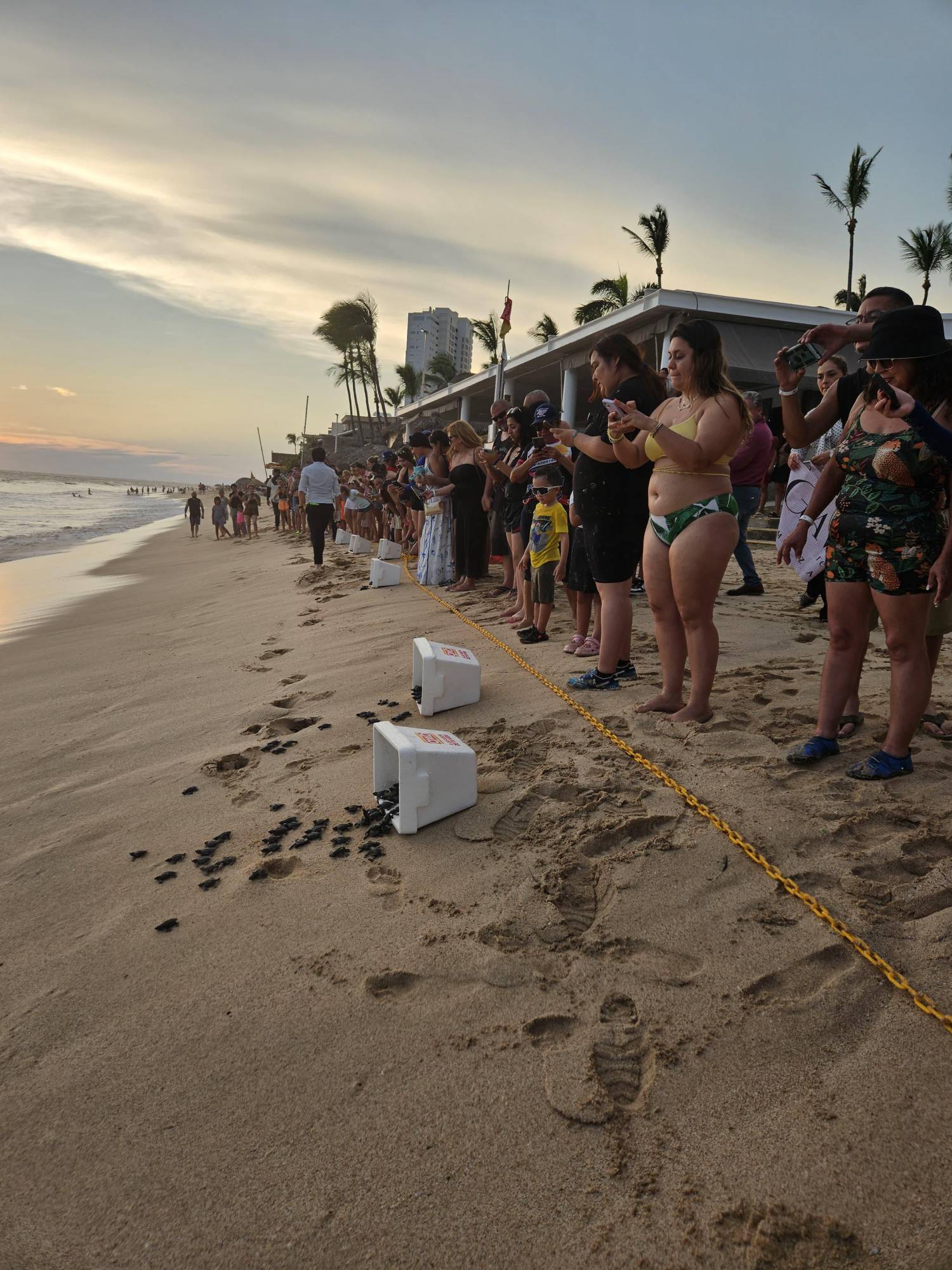 $!Hasta septiembre, más de 5 mil tortugas marinas serán liberadas en playas de Mazatlán