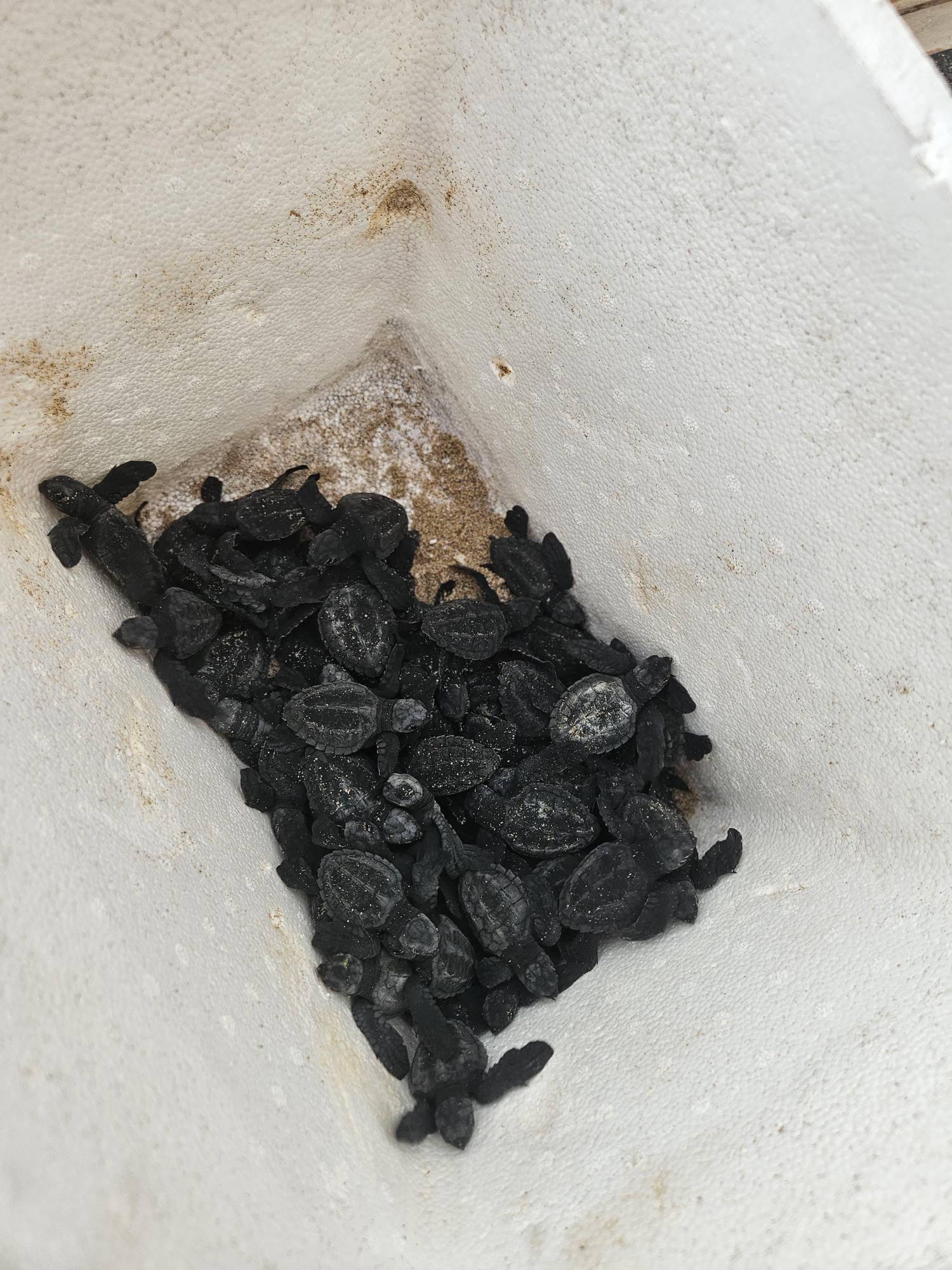 $!Hasta septiembre, más de 5 mil tortugas marinas serán liberadas en playas de Mazatlán