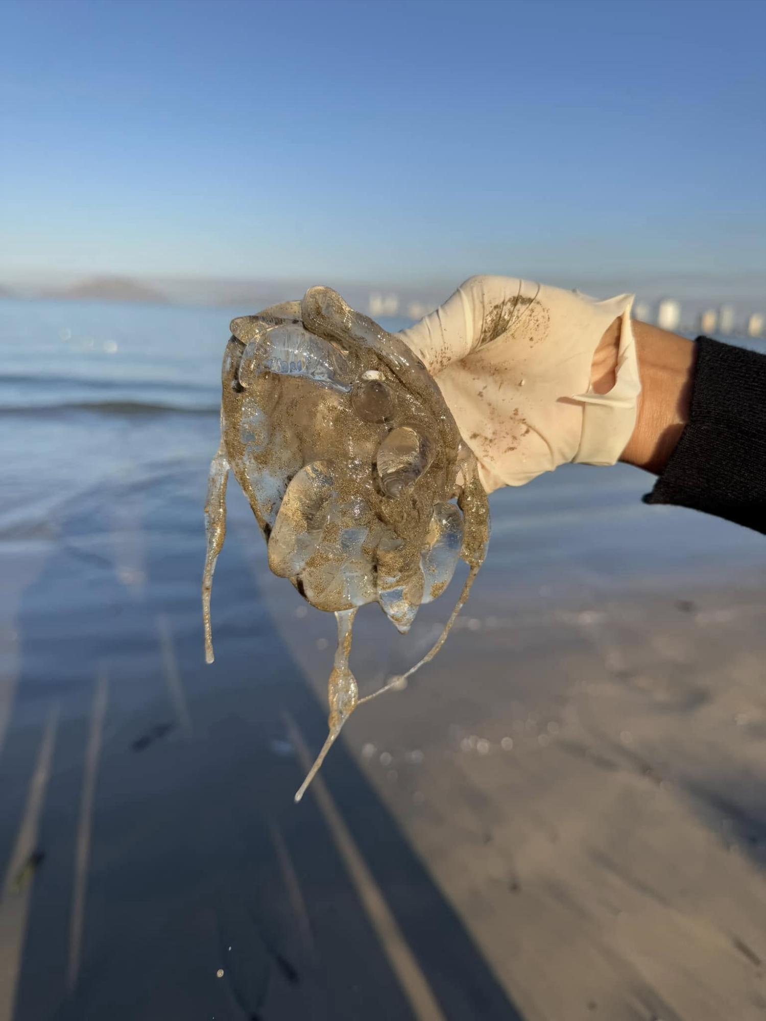 $!Realiza colectivo limpieza en Playa Norte, en Mazatlán
