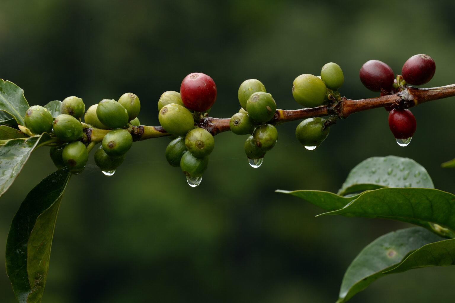 $!El café que cultivan los guardianes del oso andino.