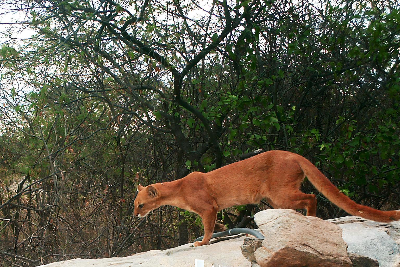 $!Un yaguarundí en el bosque espinoso semiárido de la Caatinga brasileña. El pelaje del yaguarundí puede ser de color rojo amarillento, gris, negro parduzco o de numerosas tonalidades intermedias.