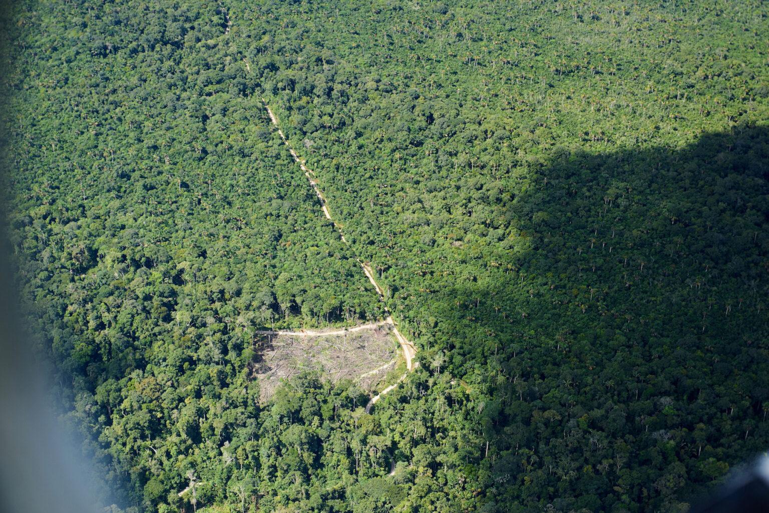 $!Una zona de desbosque con los árboles recién tumbados desde donde sale una vía ilegal.