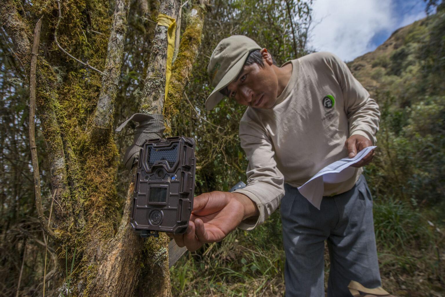 $!Monitoreo participativo con la comunidad para conocer la dinámica del oso andino con el territorio comunal, en el Parque Nacional del Manu, en Perú.