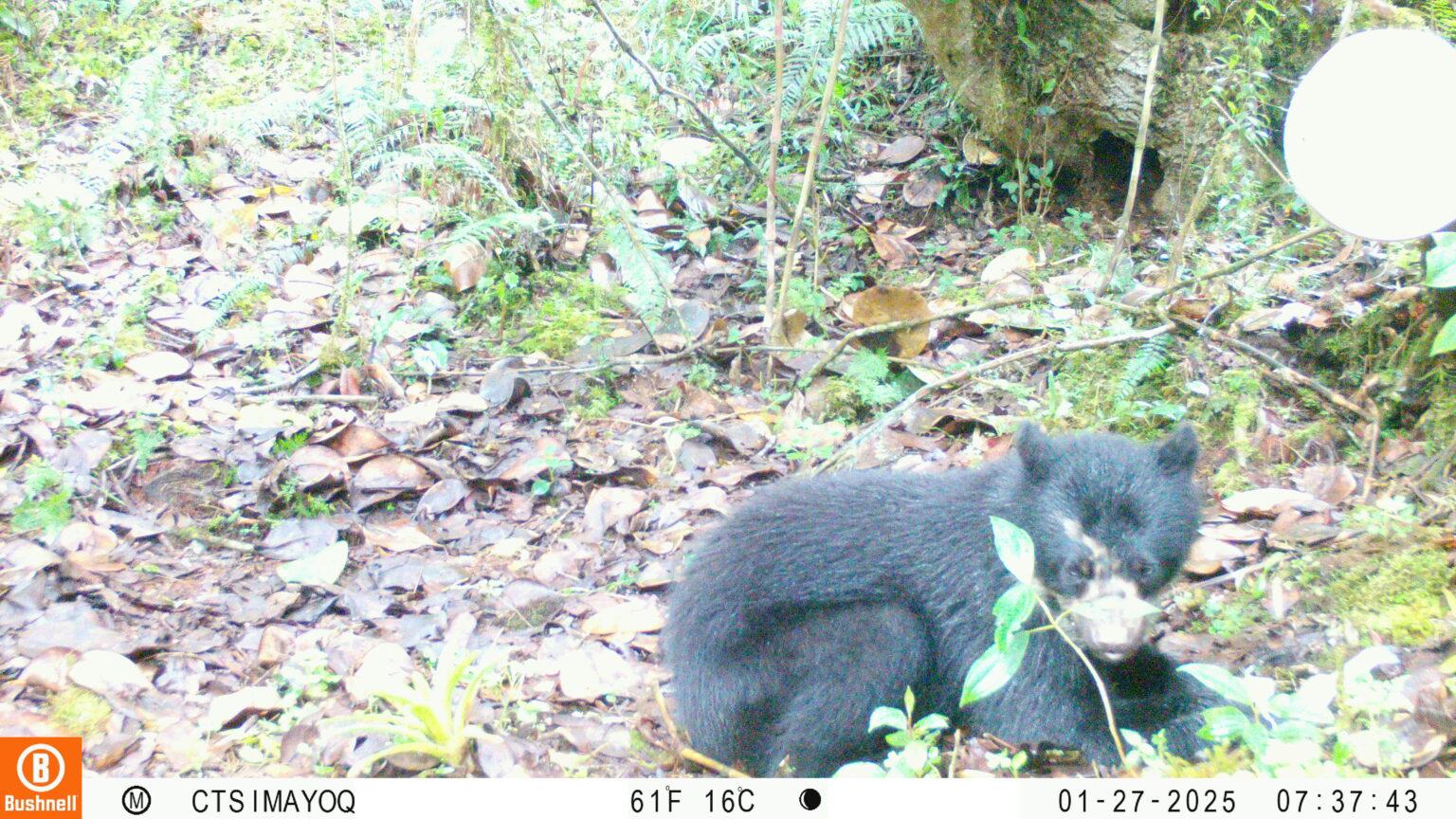 $!Oso andino detectado por una cámara trampa en Perú.