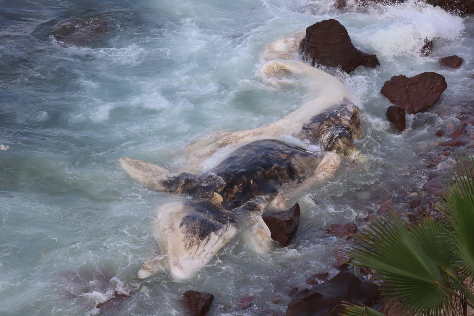 $!Con estudio de esqueleto, buscará Munba encontrar las causas de muerte de ballena varada en Mazatlán