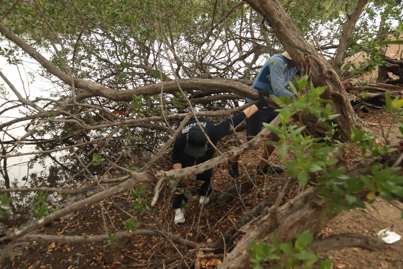 $!Se suman cientos de voluntarios a jornada ambiental para rescatar playas, selva y mangles en Mazatlán