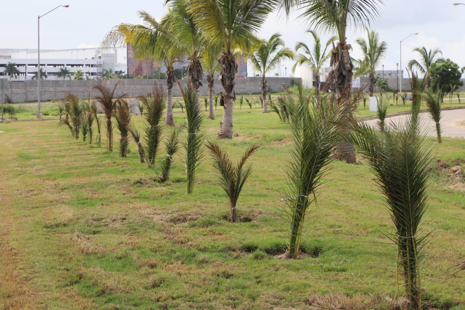 $!Red Petroil dona mil palmeras para el ‘Nuevo Mazatlán’