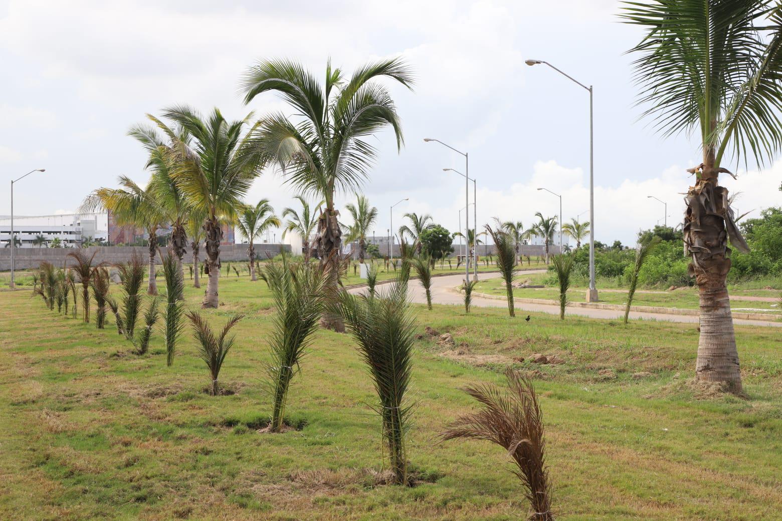 $!Red Petroil dona mil palmeras para el ‘Nuevo Mazatlán’