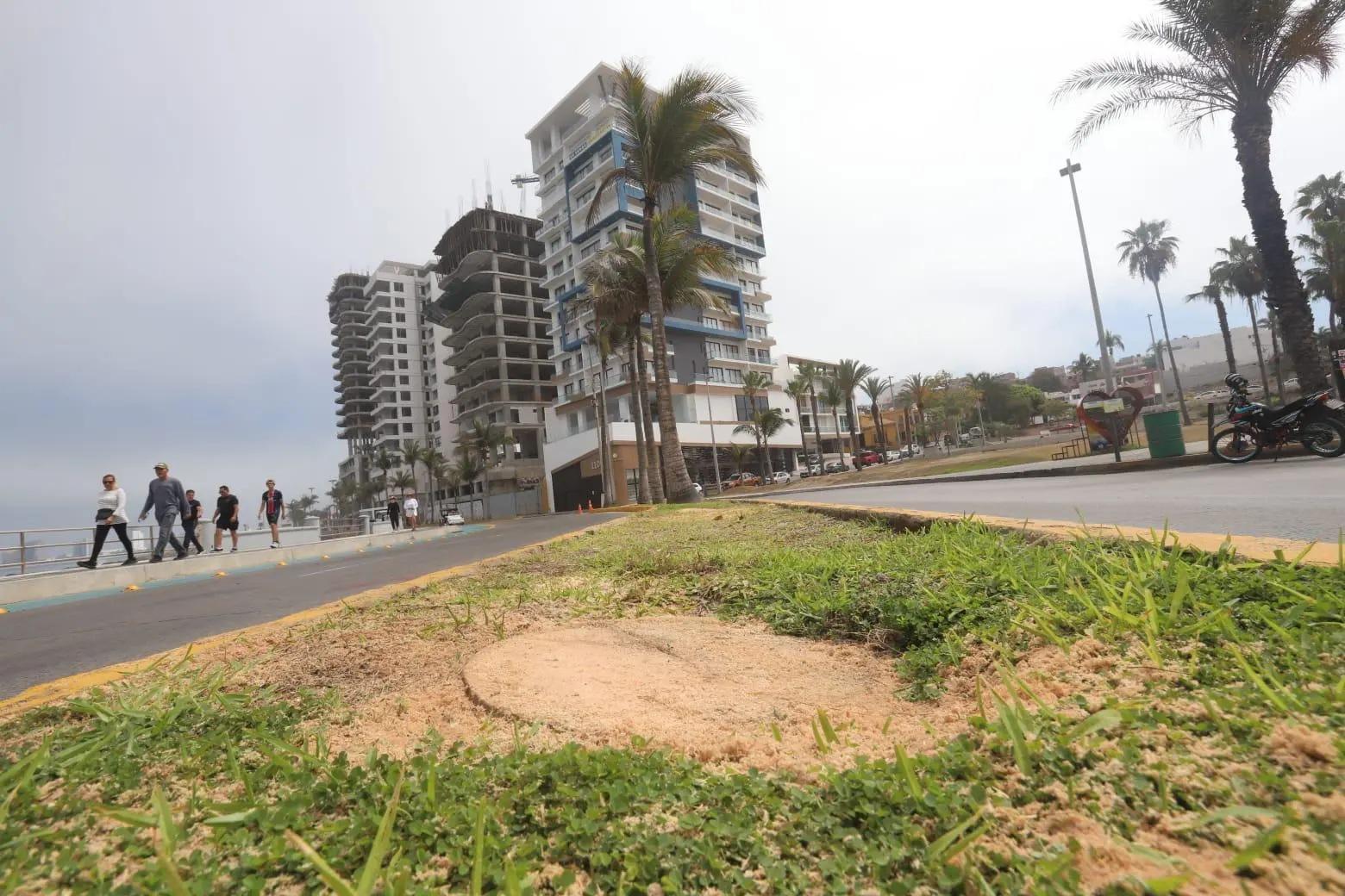 $!Daño estructural y riesgo de colapso fueron las causas para retirar las palmeras en Paseo Claussen, señala Ecología