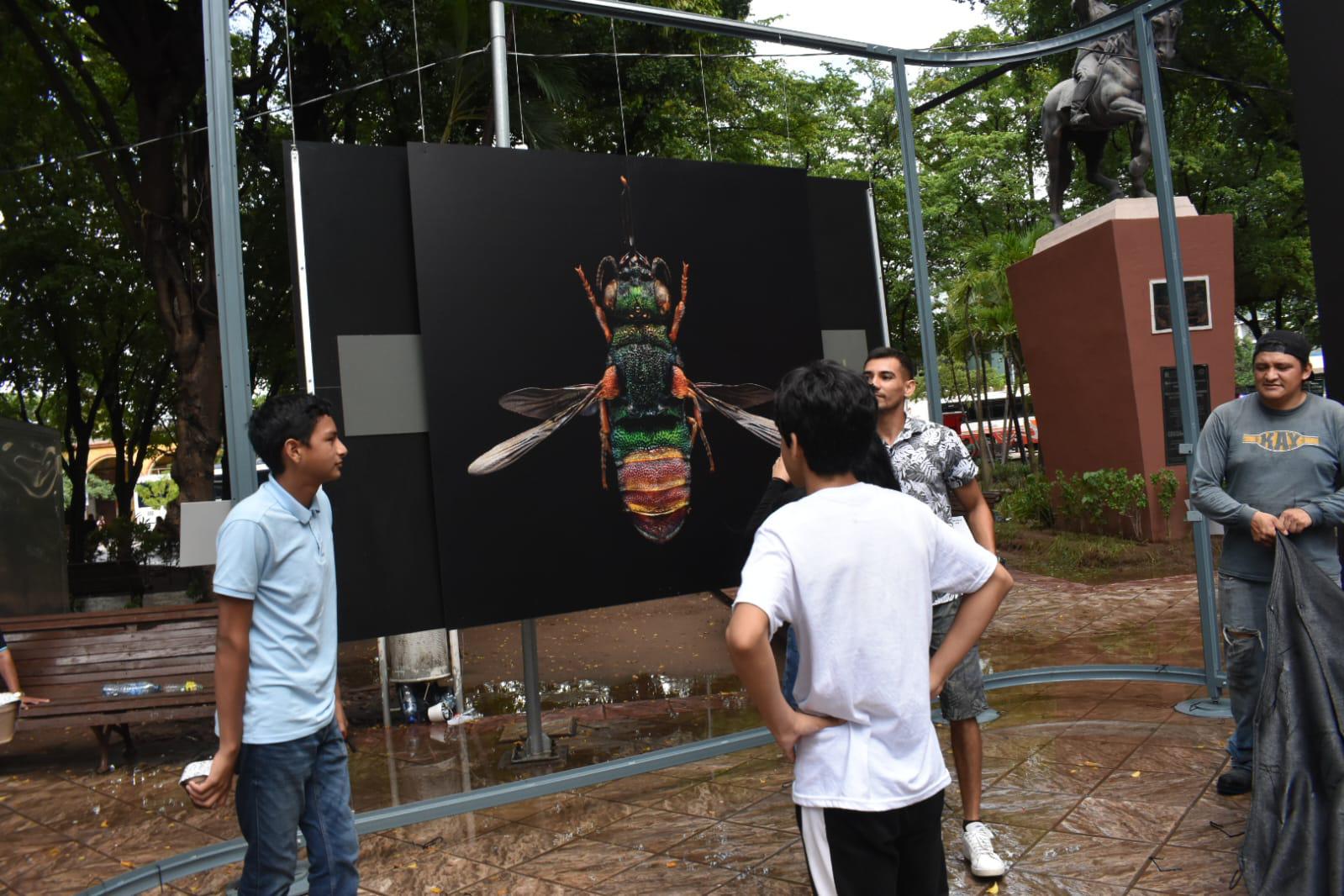 $!Llega ‘Insectus’ a la Plazuela Obregón de Culiacán