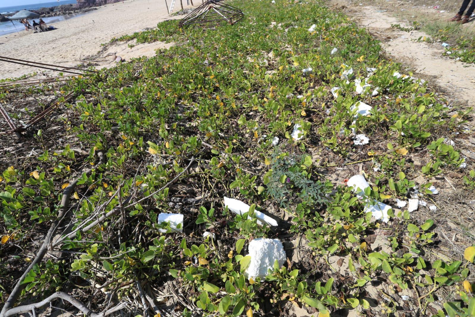 $!En Mazatlán, constructoras dejan poliestireno y basura en Playa Brujas, material nocivo para la flora y fauna