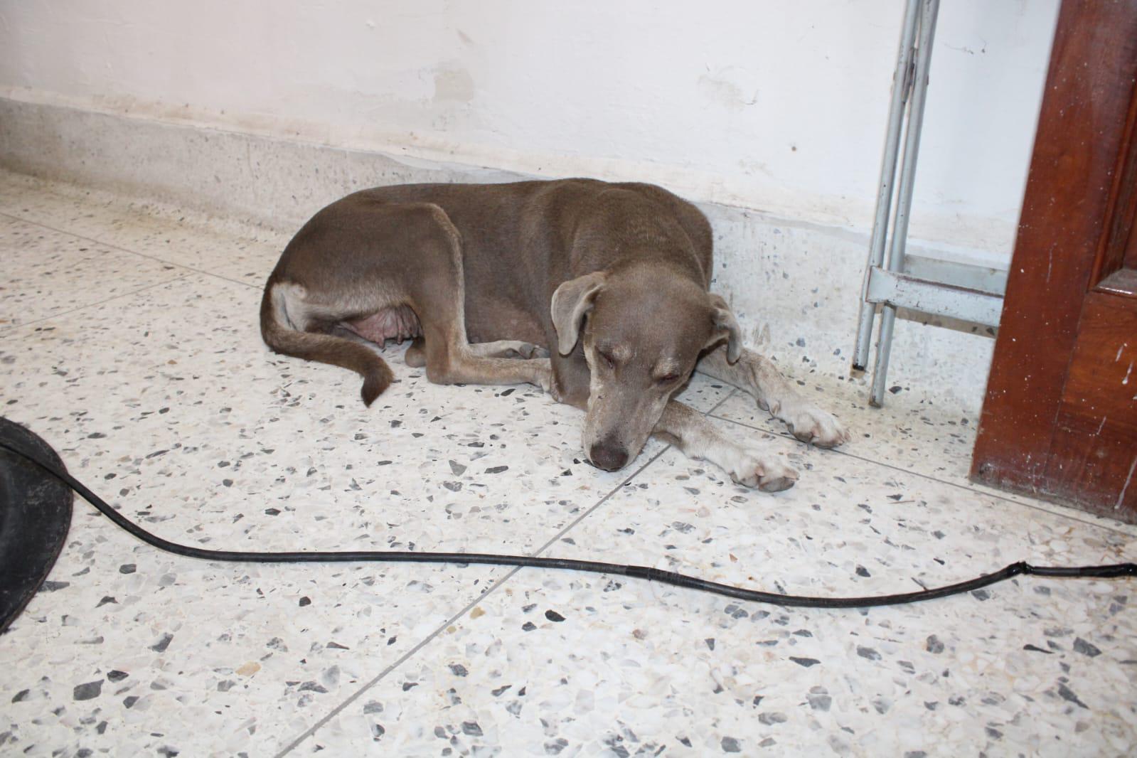 $!Canela, una feligresa del Santuario de Nuestra Señora del Rosario