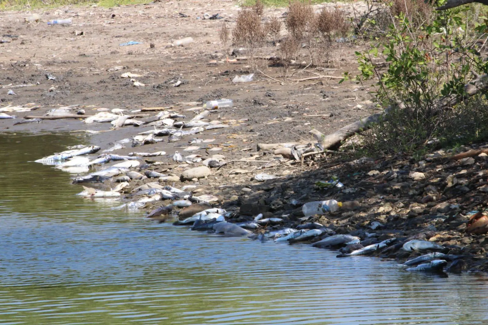 $!Productores del sur de Sinaloa acusan a Semarnat de frenar rescate de lagunas