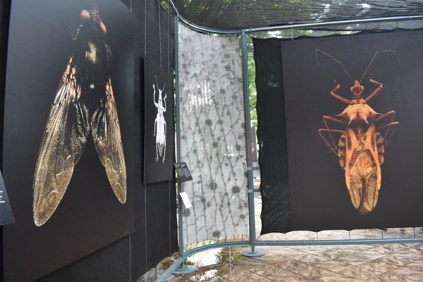 $!La muestra proviene desde el Museo de Arte Natural de Nueva York.