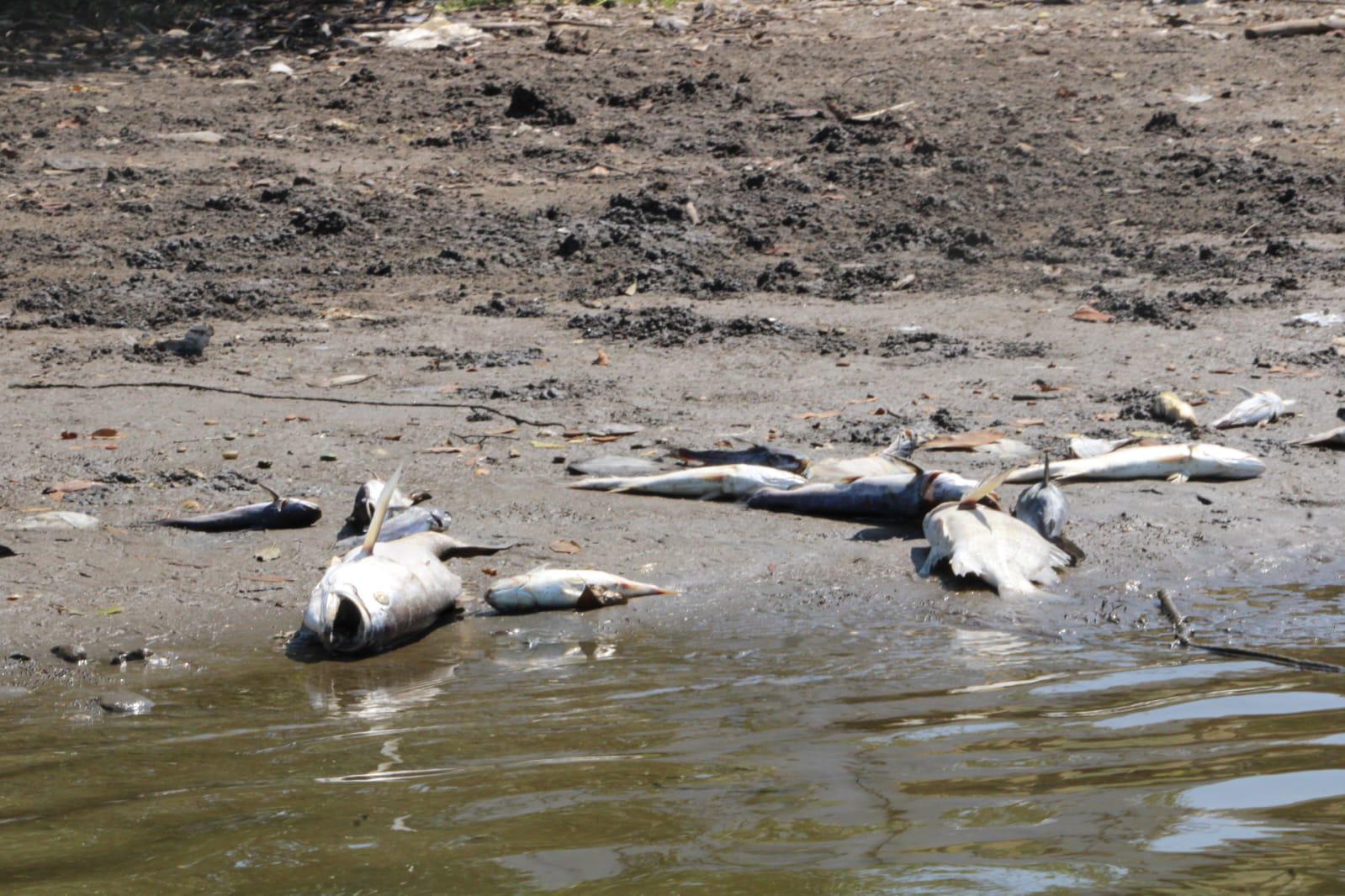 $!Productores del sur de Sinaloa acusan a Semarnat de frenar rescate de lagunas