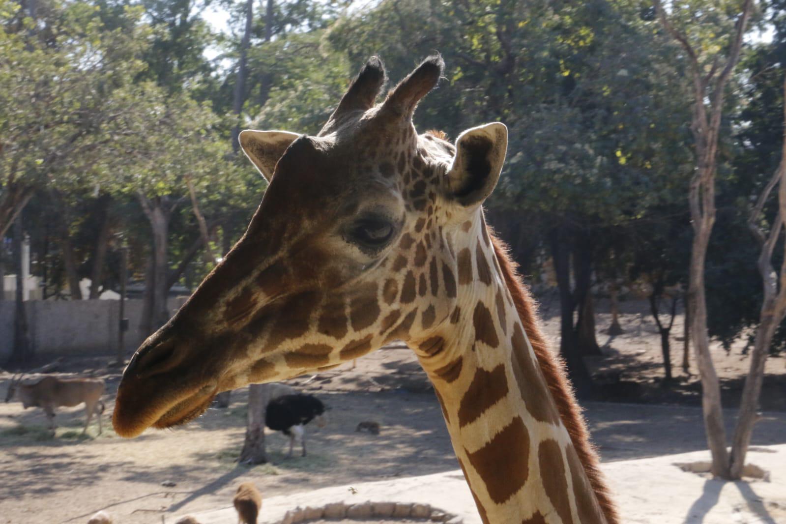$!En el Zoológico de Culiacán, desconocen paradero de una de las jirafas
