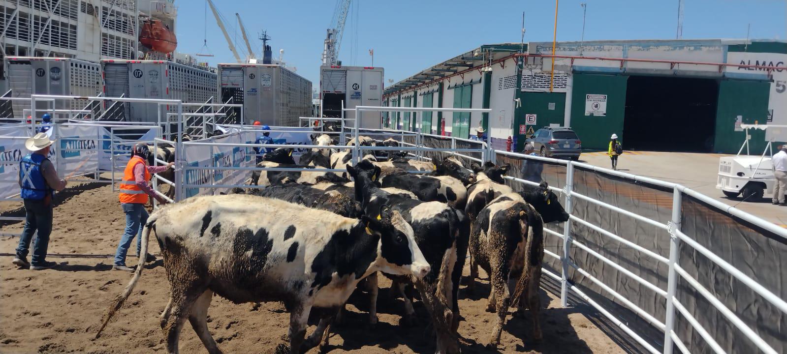 $!Mazatlán recibe cargamento con ganado de Australia