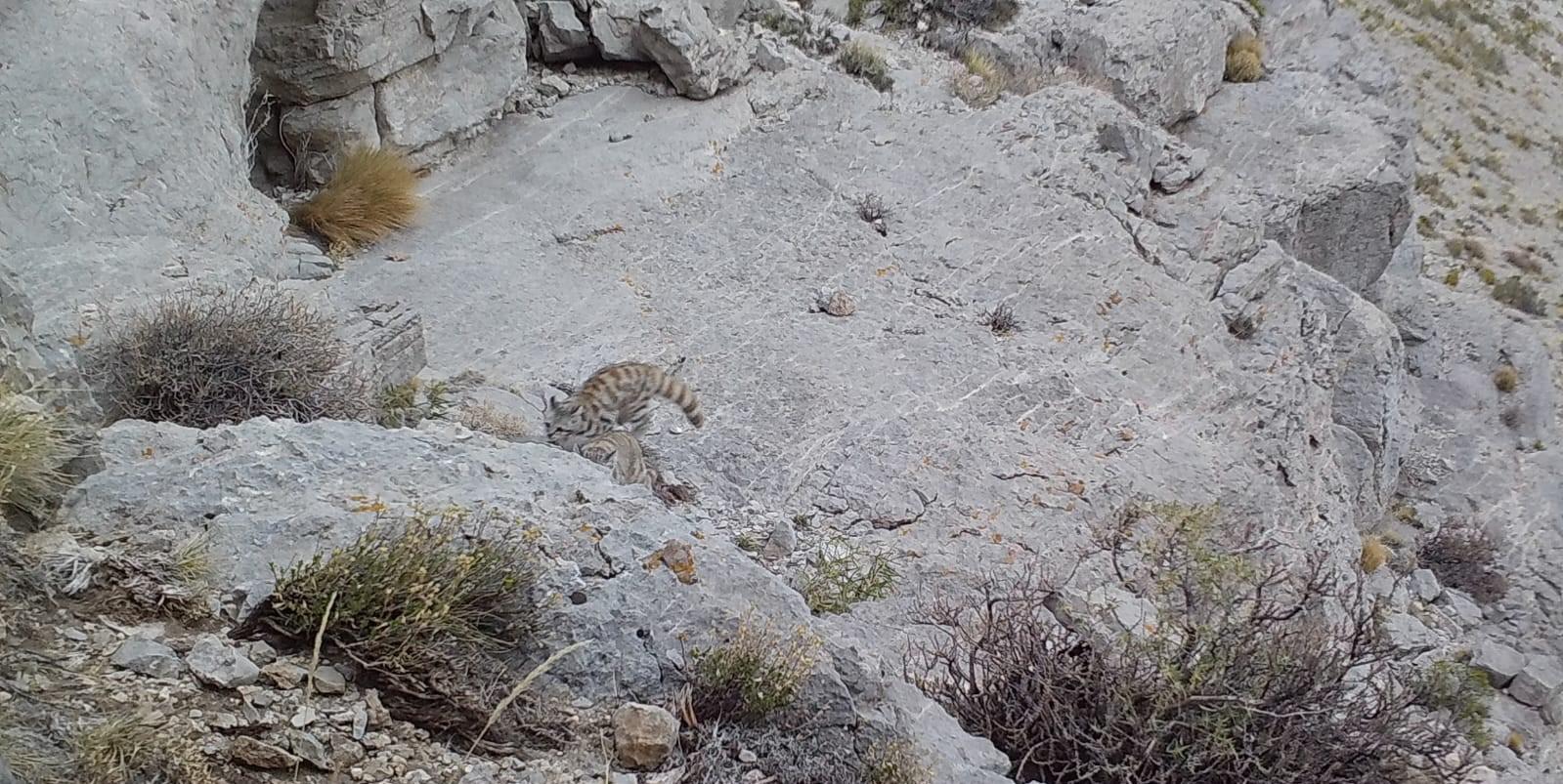 $!Gato andino y su cachorro grabados por primera vez en Argentina: imágenes clave del felino más amenazado de América