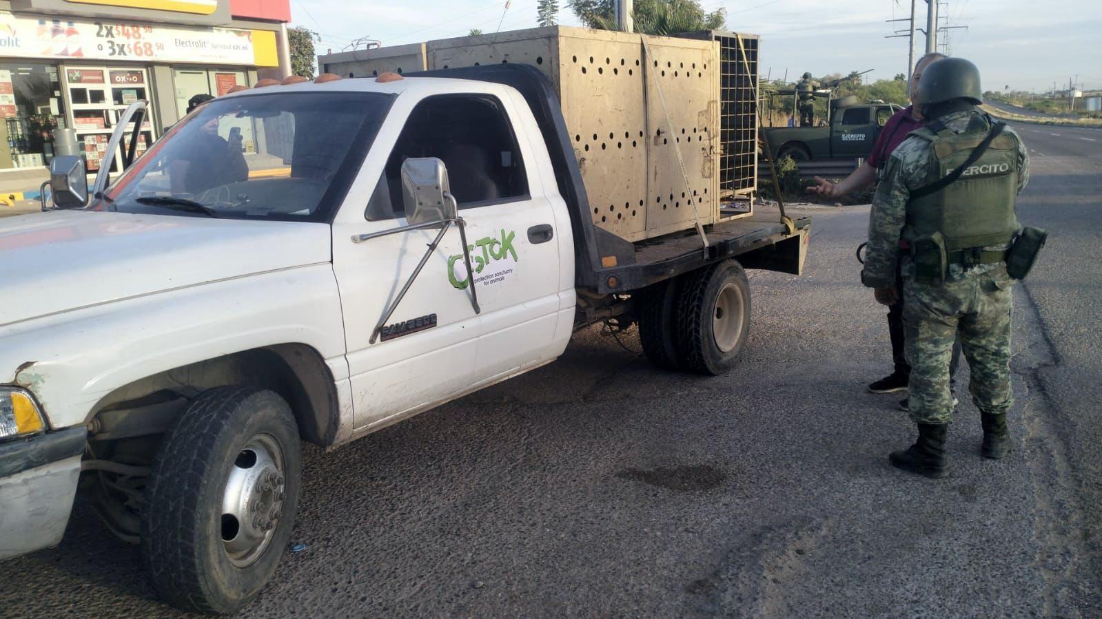 $!Rescatan a dos tigres blancos en Culiacán tras operativo militar en Barrancos