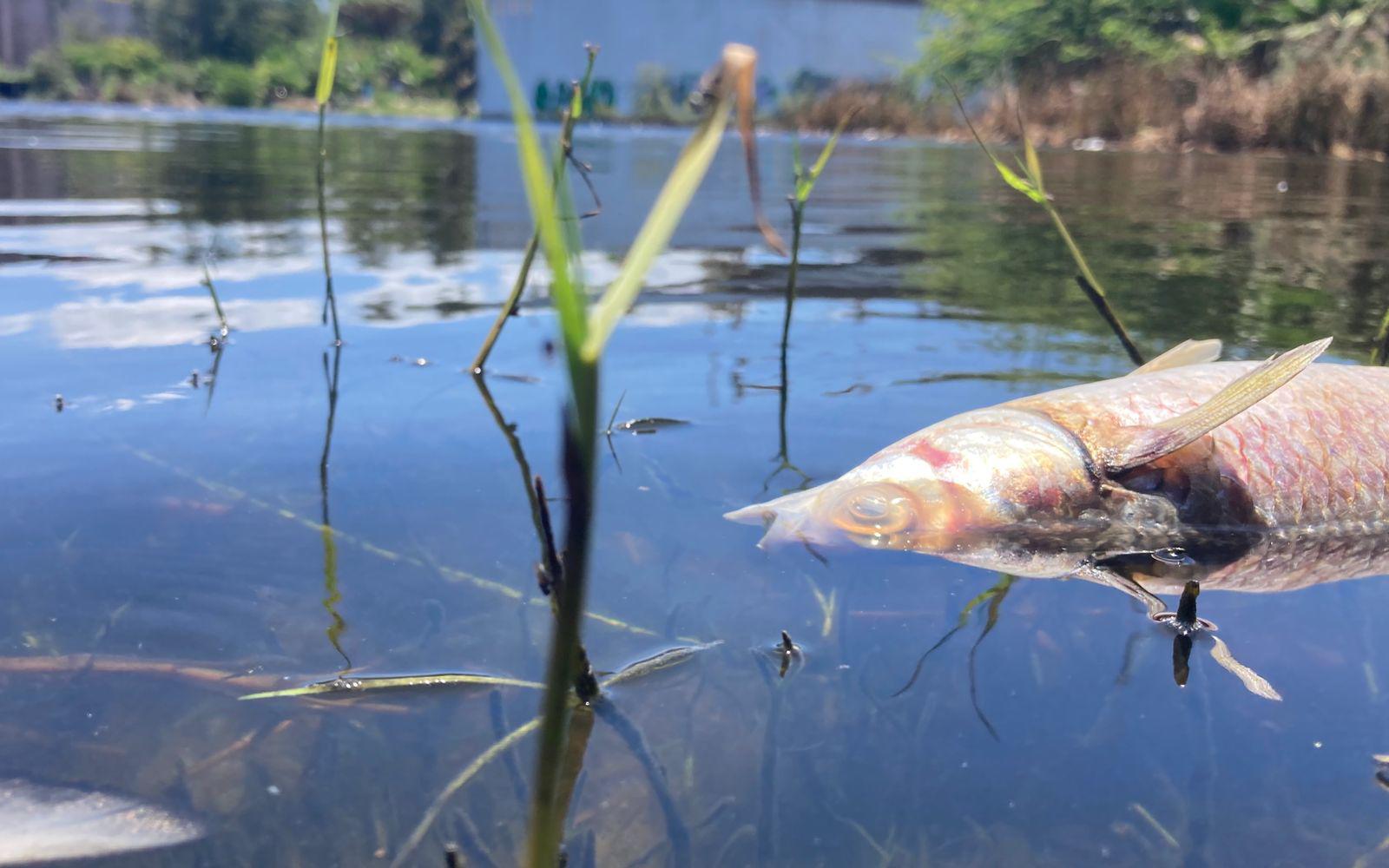 $!Aparecen peces muertos a un costado de la Laguna del Camarón