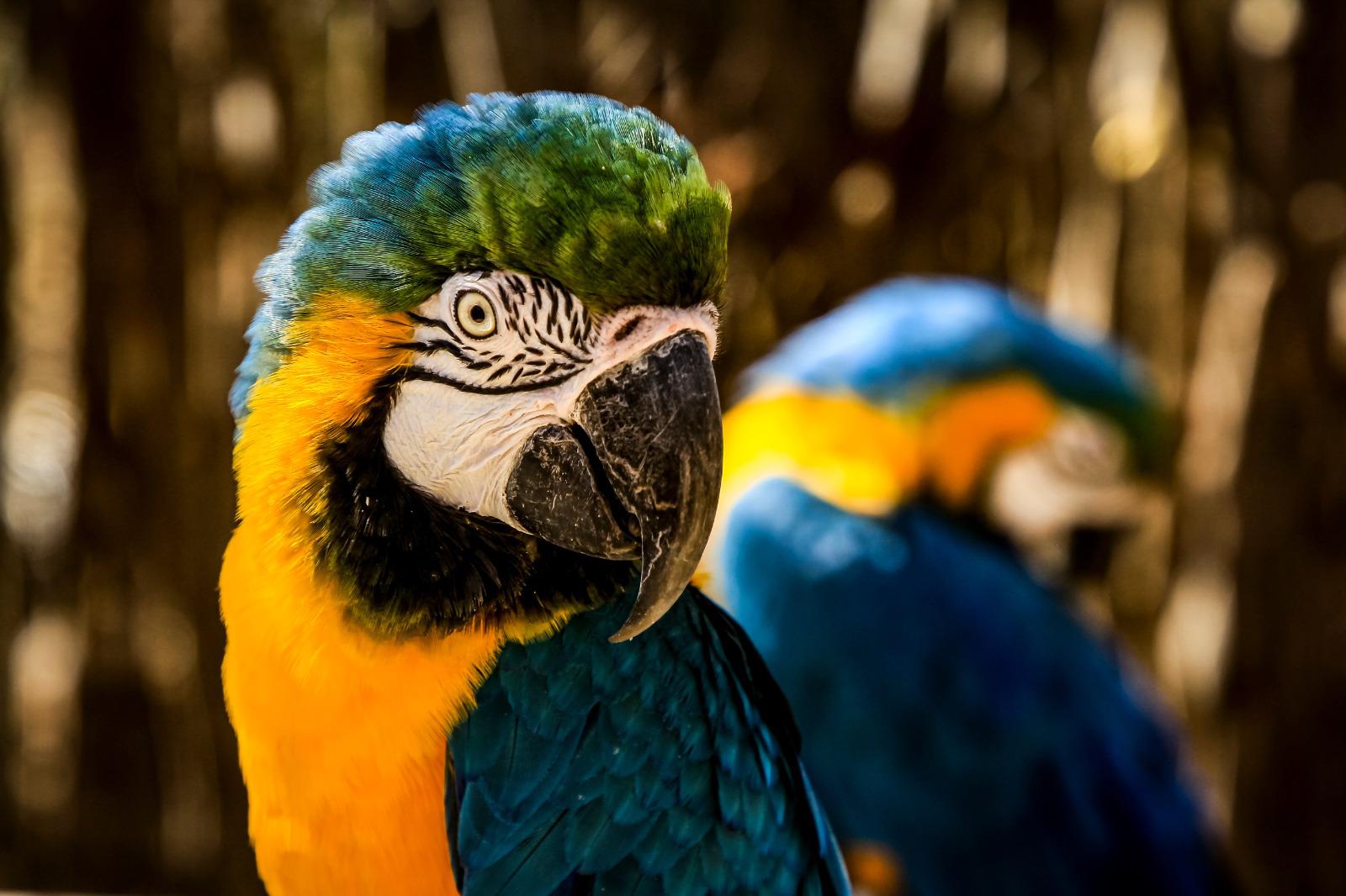 $!Reintegran a 90 animales rehabilitados a su hábitat natural