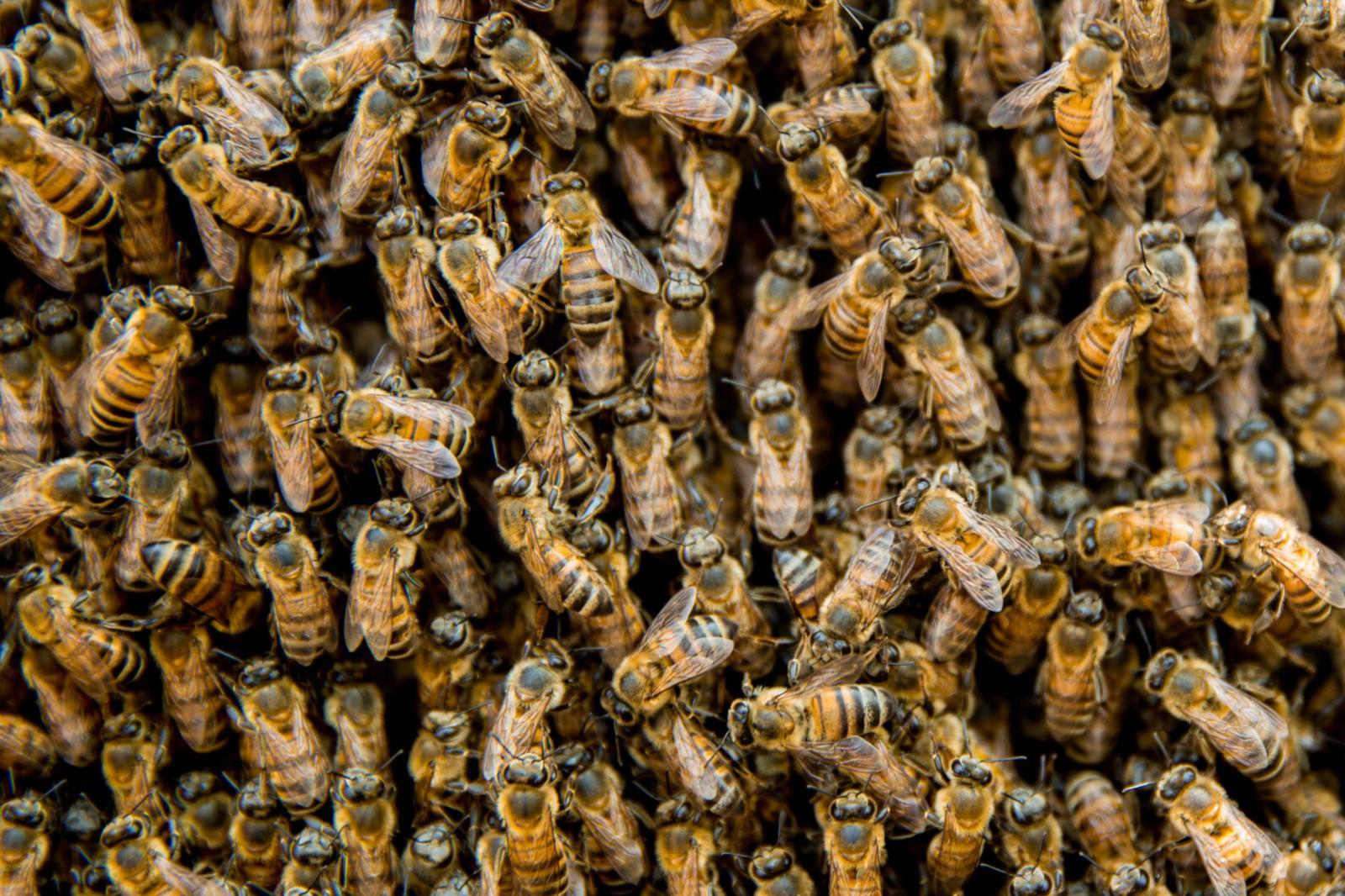 $!Es la actividad apícola una dulce tradición de México para el mundo; produce el País 57 mil 430 toneladas en 2024