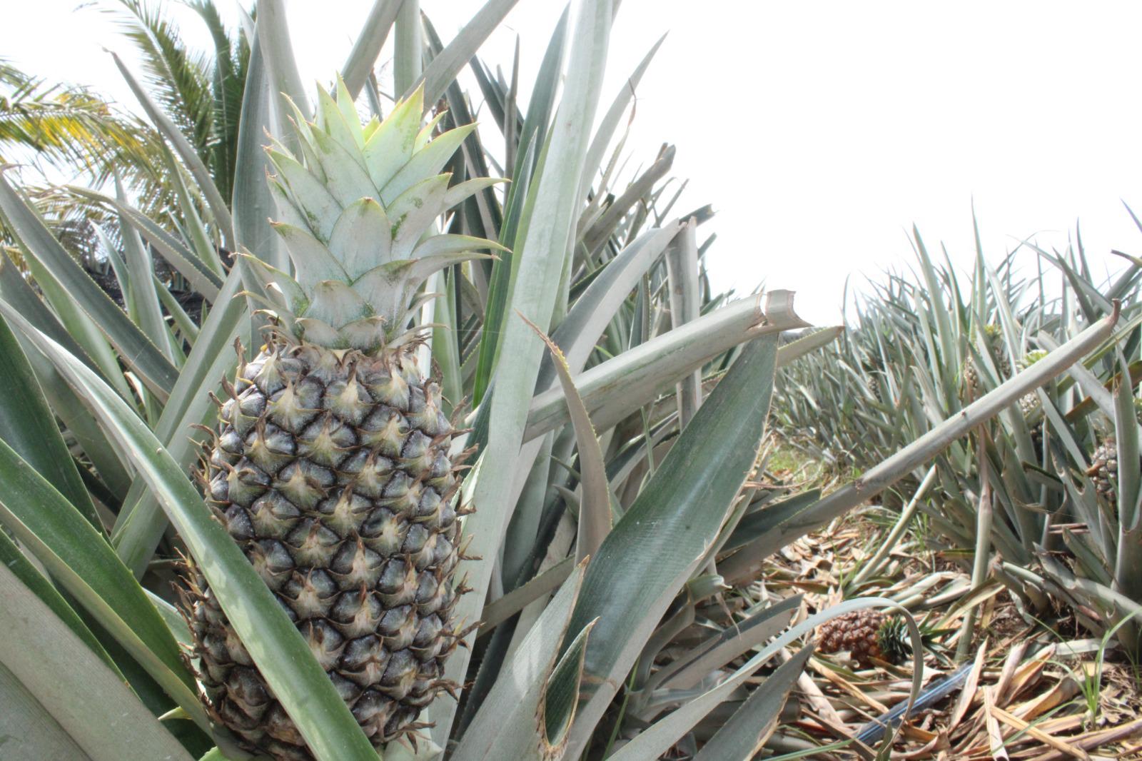 $!Ángel apuesta por el cultivo de la piña en el valle de Rosario