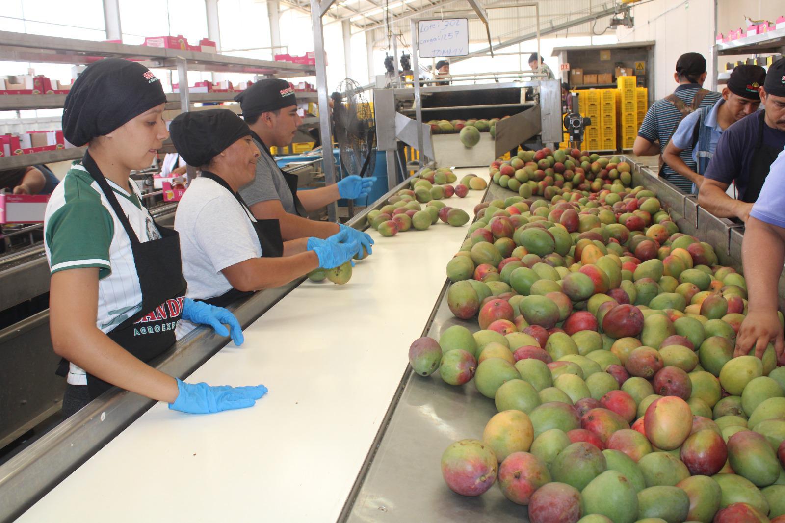 $!La industria del mango brinda estabilidad económica a Rosario ante crisis en hortaliza y pesca