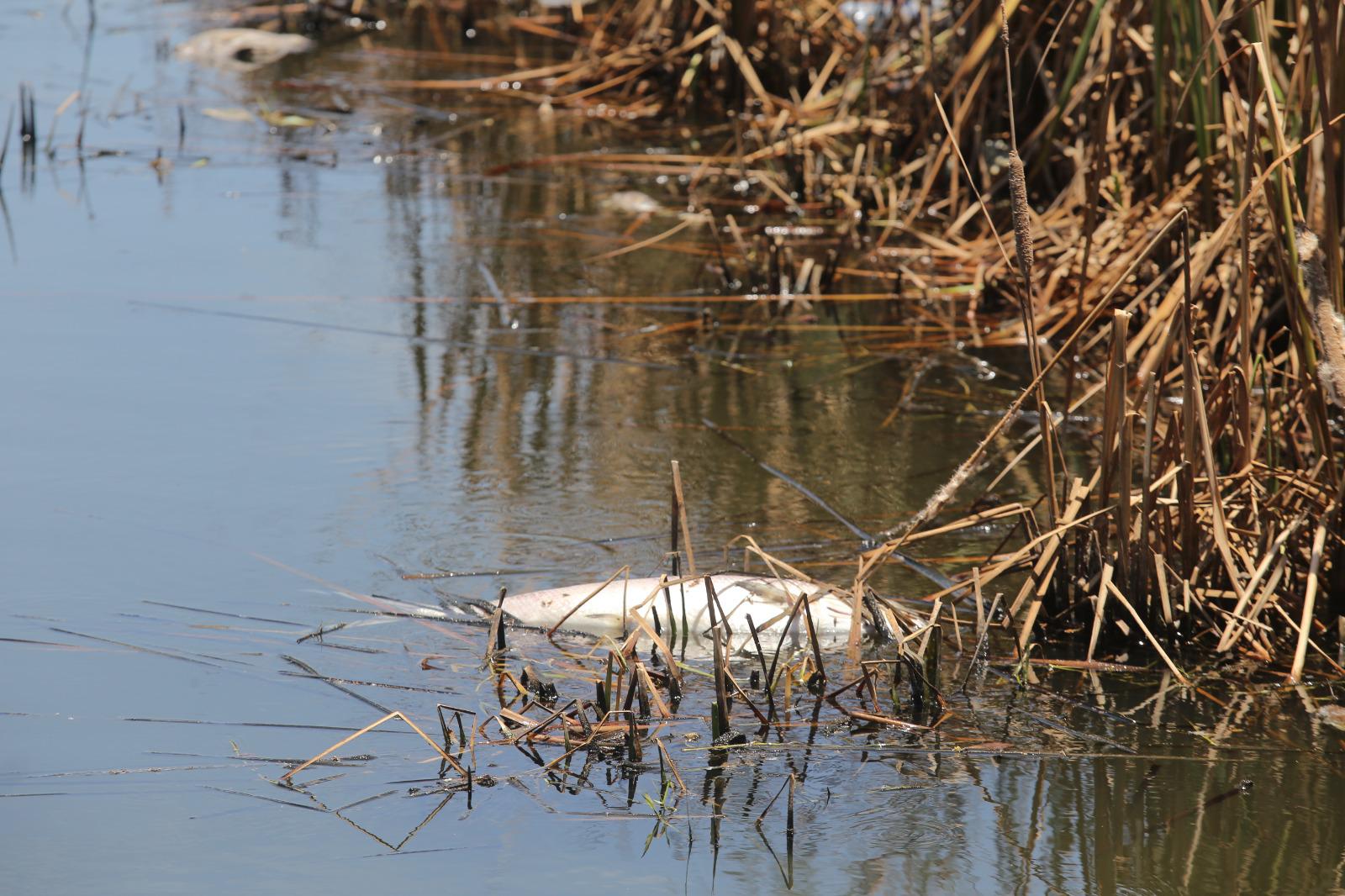 $!Siguen apareciendo peces muertos en la Laguna del Camarón en Mazatlán
