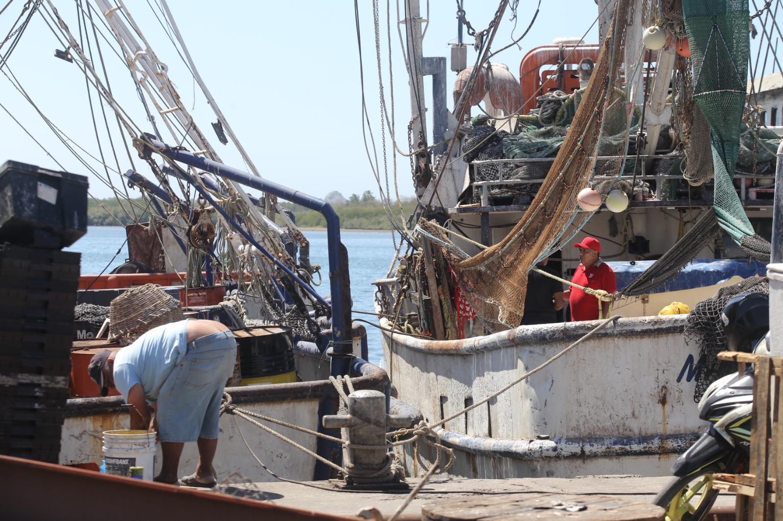 $!Industria camaronera de Mazatlán flota en un mar de crisis