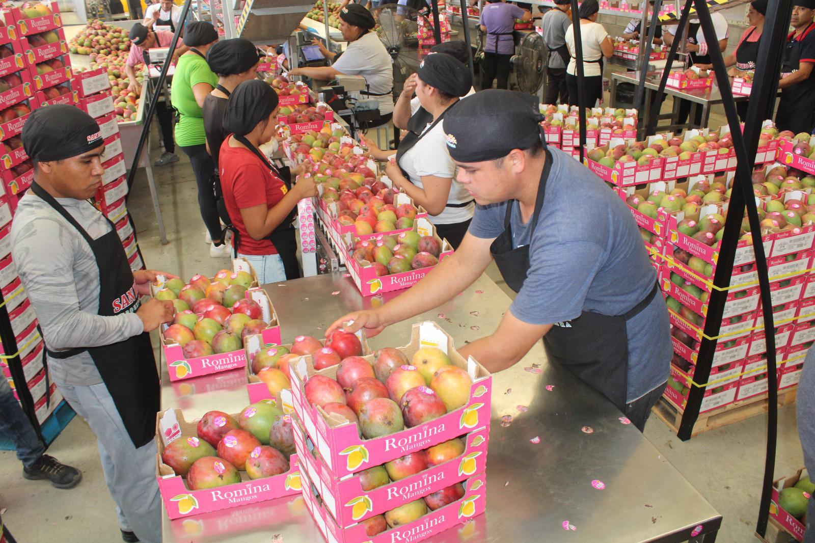 $!La industria del mango brinda estabilidad económica a Rosario ante crisis en hortaliza y pesca