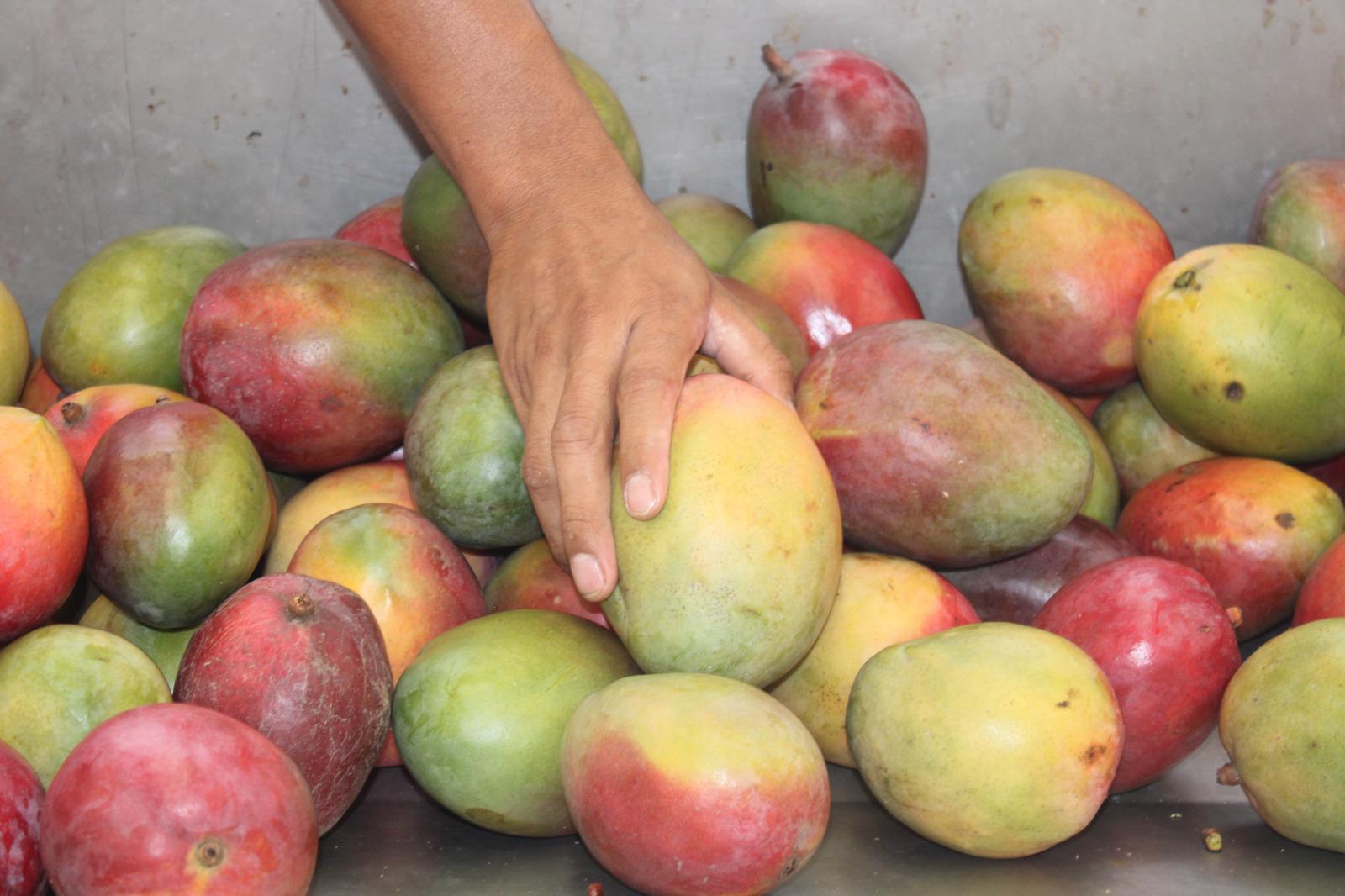 $!Exportación de mango, la cadena de trabajo detrás de cada caja empacada