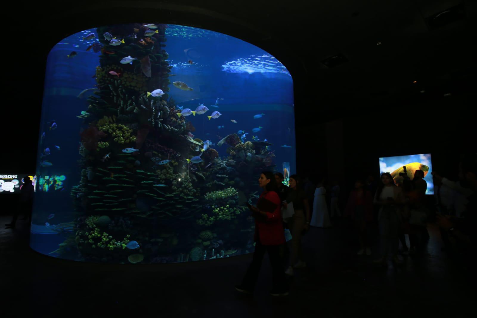 $!Inauguran el Gran Acuario Mazatlán Mar de Cortés, el más grande de América Latina
