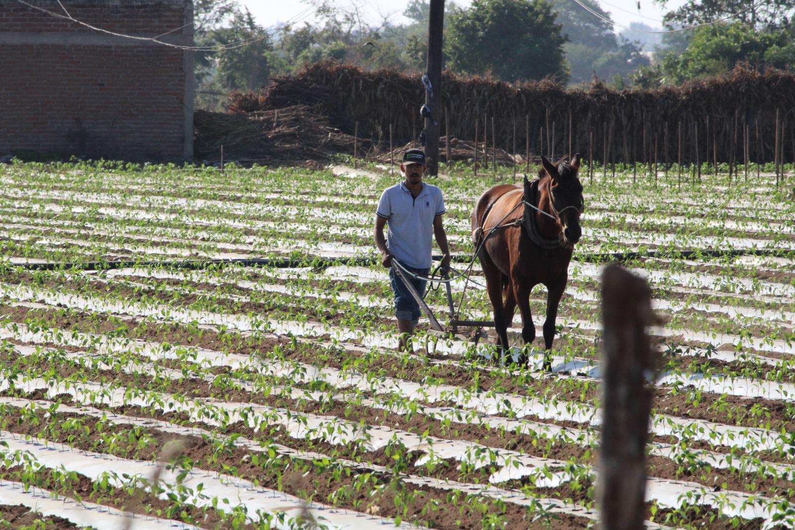 $!Inicia en Rosario preparación de tierra para temporada de hortalizas