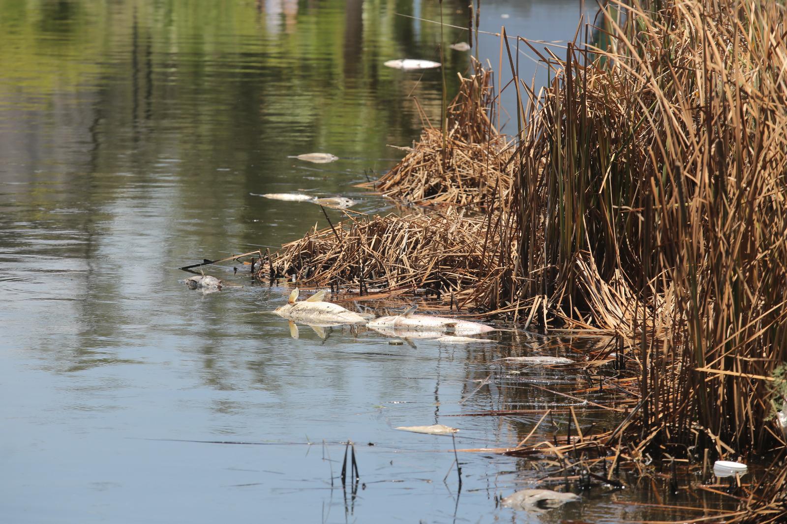 $!Siguen apareciendo peces muertos en la Laguna del Camarón en Mazatlán