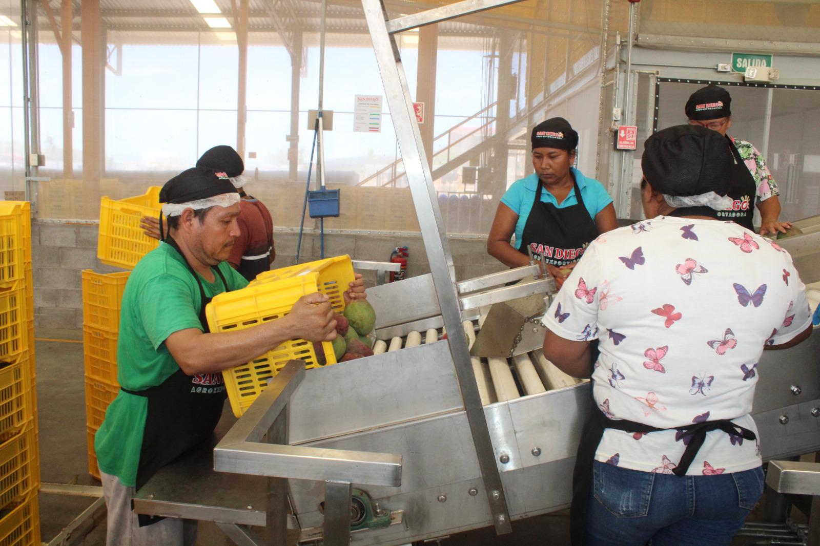 $!La industria del mango brinda estabilidad económica a Rosario ante crisis en hortaliza y pesca