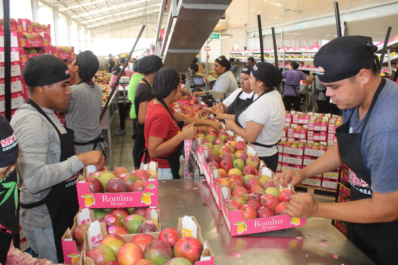 $!La industria del mango brinda estabilidad económica a Rosario ante crisis en hortaliza y pesca