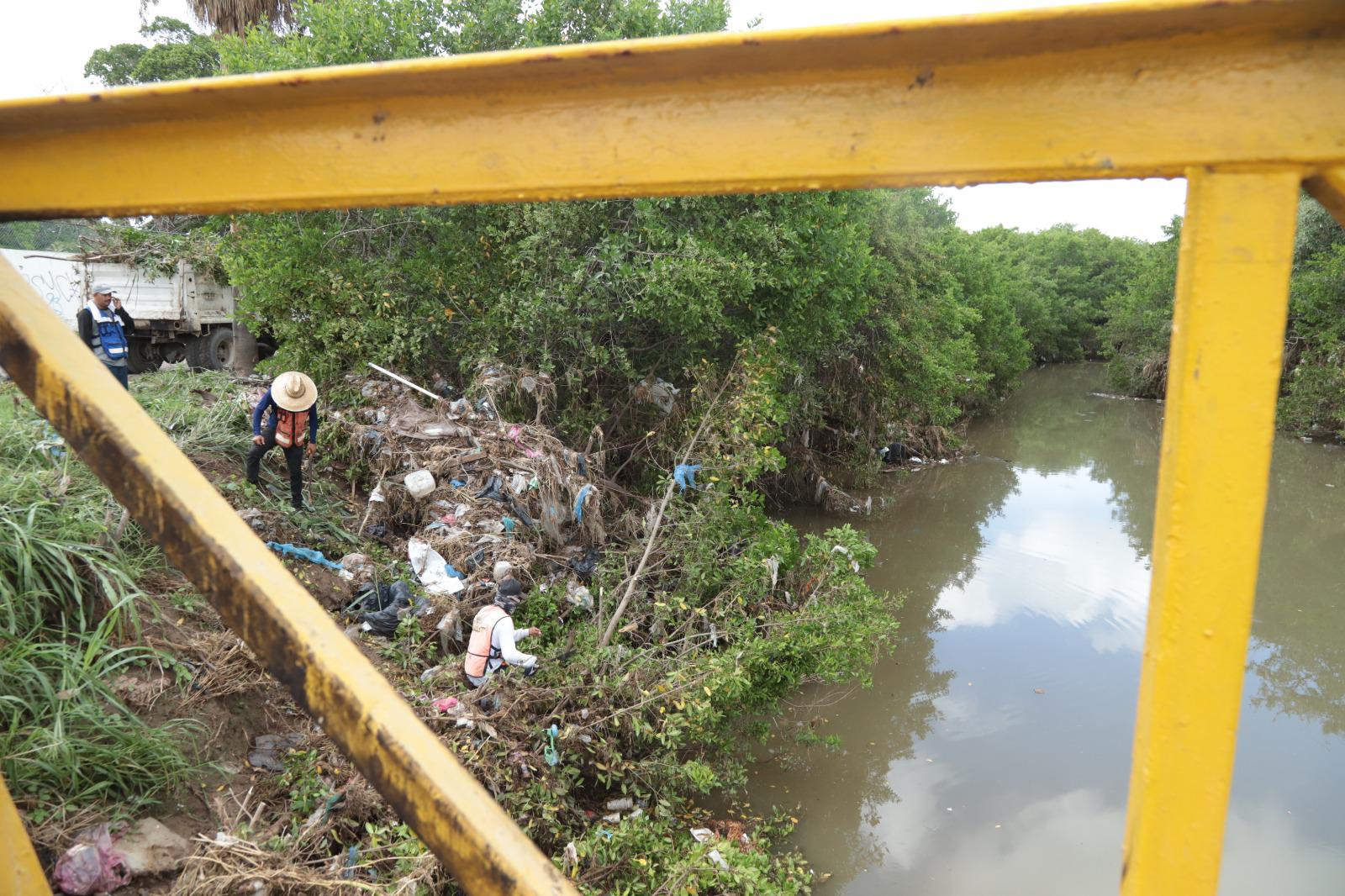 $!Brigada interviene en la tala de manglares protegidos en el Arroyo Jabalines en Mazatlán