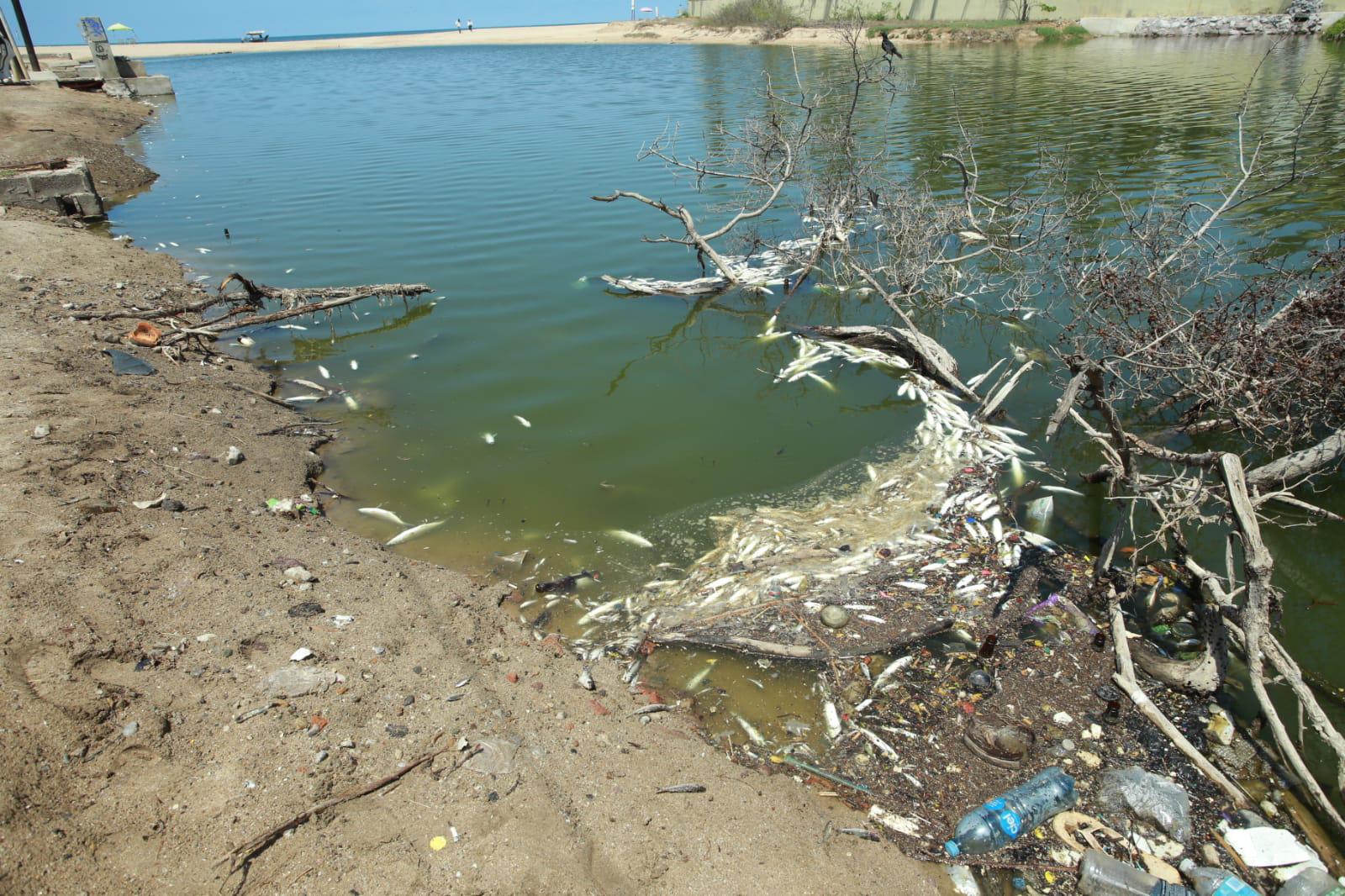 $!Aparecen peces muertos en el Estero del Yugo, al norte de Mazatlán