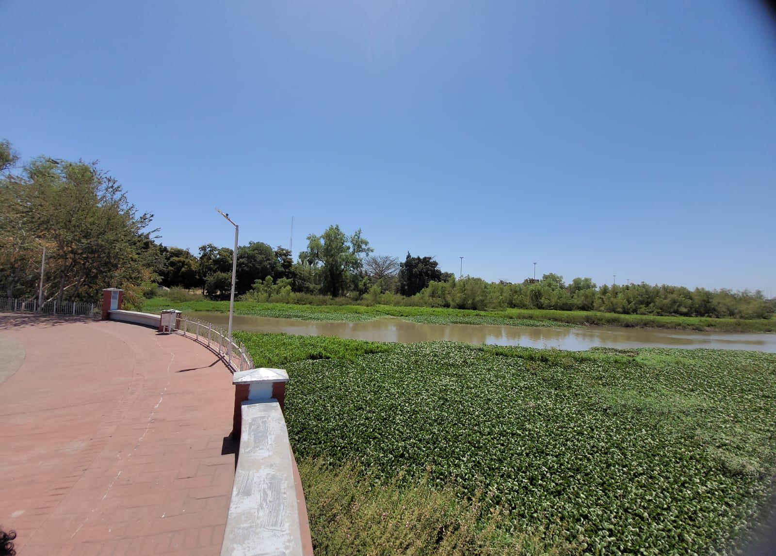 $!El río Humaya está repleto de plaga de lirio acuático, pese a acciones de remoción del Ayuntamiento