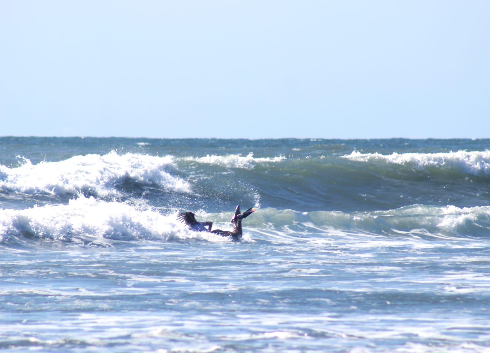 $!Dominan las olas en el Sinaloa Surf Open 2023