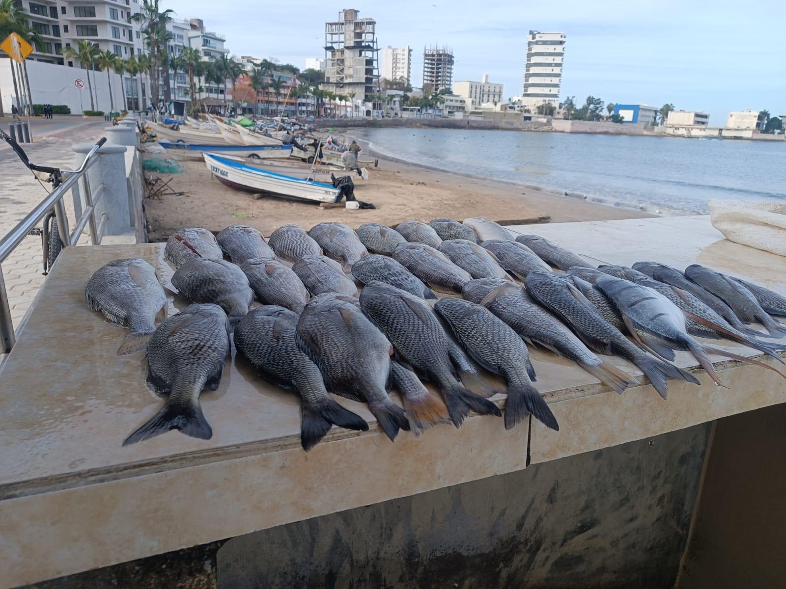 $!Caen en un 60% ventas de pescado en Playa Norte