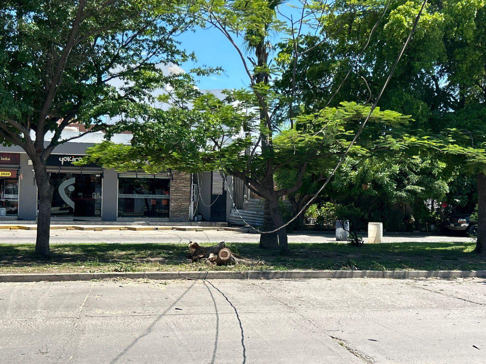 $!Cierran circulación en la Avenida Bicentenario tras derribo de árbol y cableado eléctrico por un camión de carga