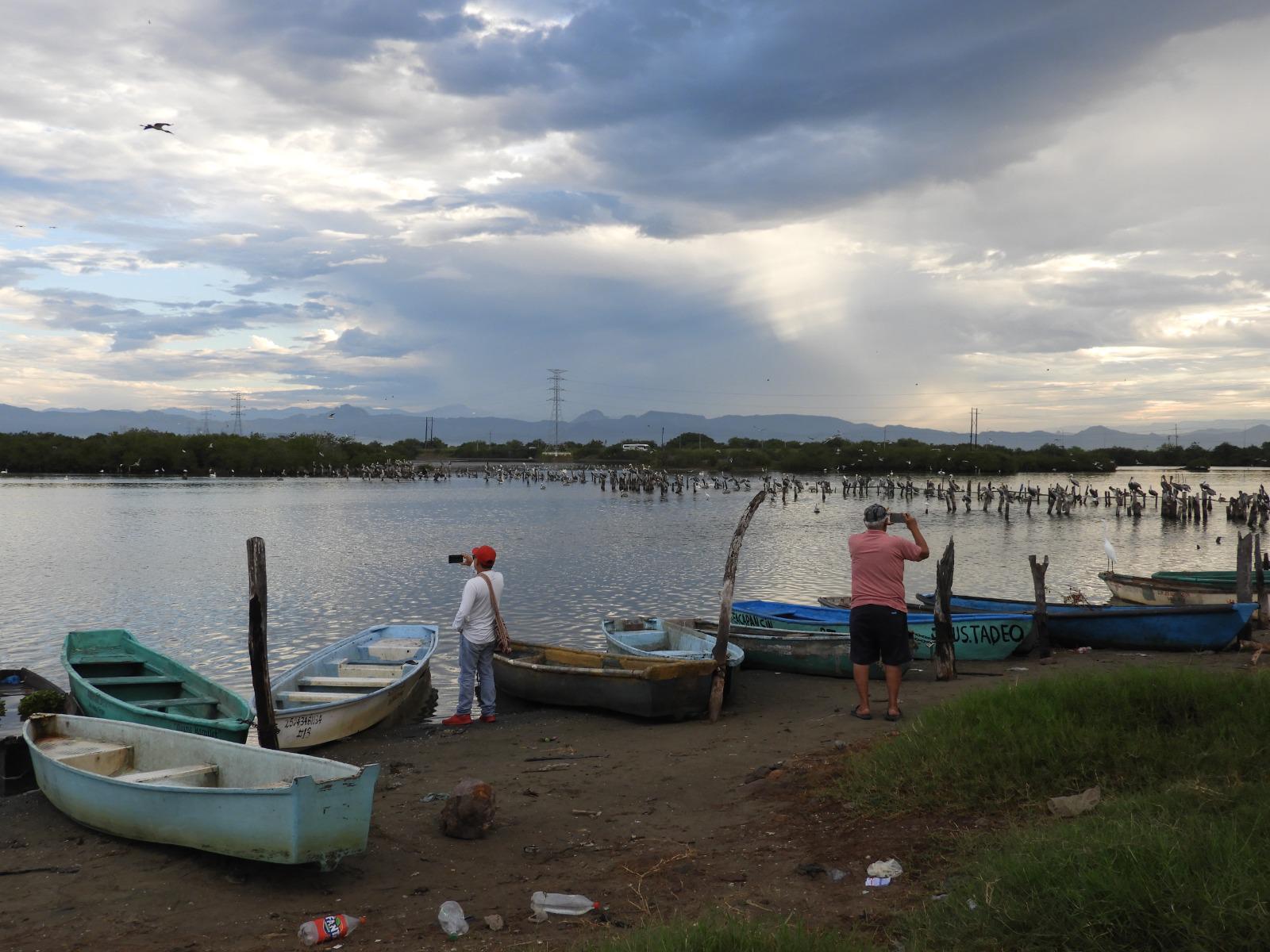 $!Descartan marea roja como causa de mortandad de peces en esteros de Escuinapa