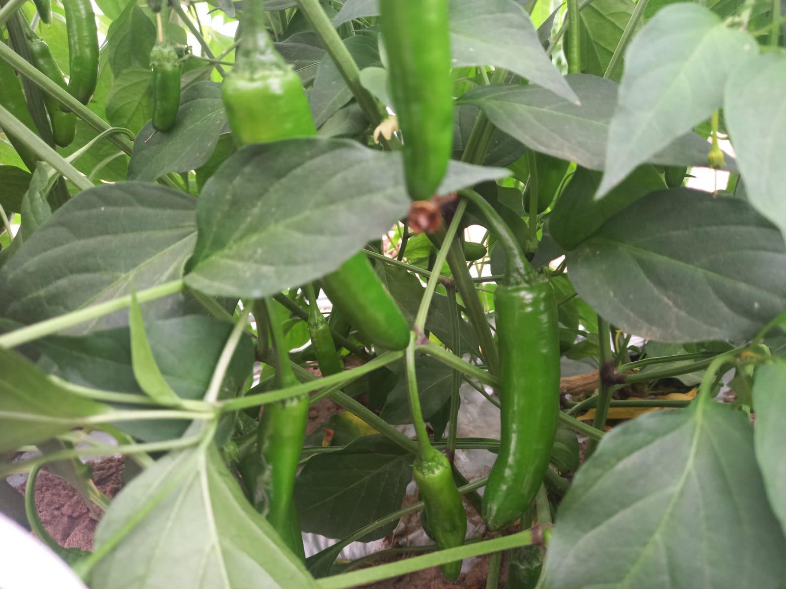 $!Además del chile y tomate, buscan otras alternativas.