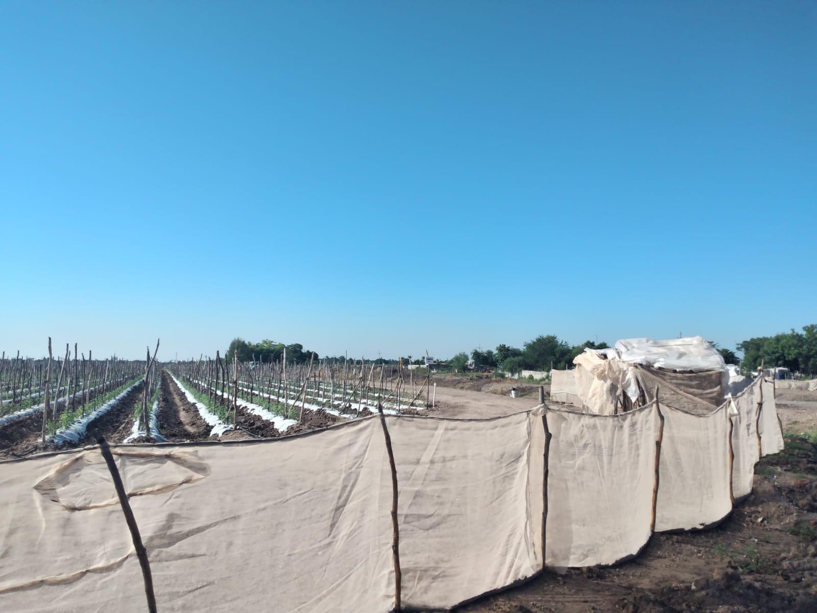 $!Hallan a mujer asesinada en campo agrícola de Villa Juárez, Navolato