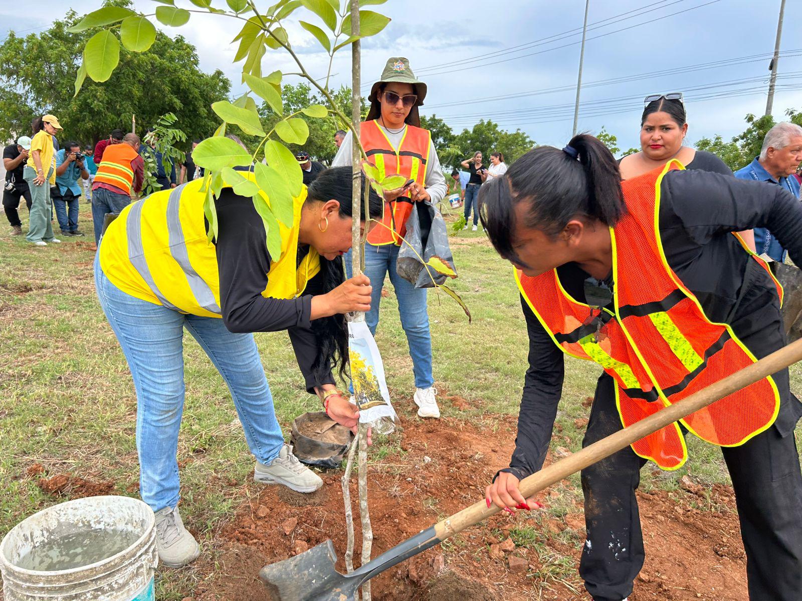 $!Avanza campaña de arborización en Mazatlán con siembra de 60 árboles